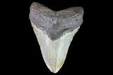 Megalodon Tooth - North Carolina #82922-1